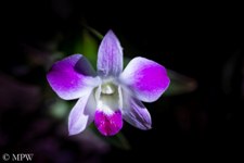 Pink orchid at the Garden of the Sleeping Giant in the Hidden Valley which sits at the foothills of the Nausori Highlands about 10 minutes drive north of Nadi. The garden was originally started by the late Raymond Burr in 1997, known for his characters of Perry Mason and Ironside.